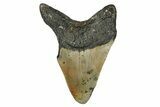 Fossil Megalodon Tooth - North Carolina #344052-2